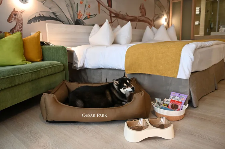 寵物友善住房專案房內除提供天然無毒的透氣寵物床組，更貼心備妥多尿布墊、拾便袋、寵物濕紙巾、水碗與迎賓點心等備品，讓毛孩享受賓至如歸的度假體驗，飼主也能安心出遊。業者提供