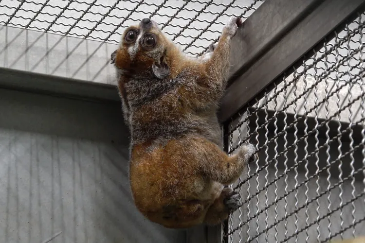 「Chö」將在完成檢疫之後與另1隻雄性個體相處配對。台北市立動物園提供