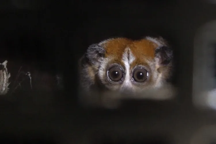 小懶猴為夜行性動物，常在樹洞裡捲成一團睡覺。台北市立動物園提供