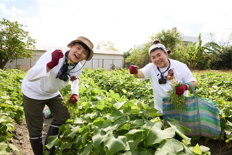 林美秀、許富凱組合龍鬚菜採收。三立提供