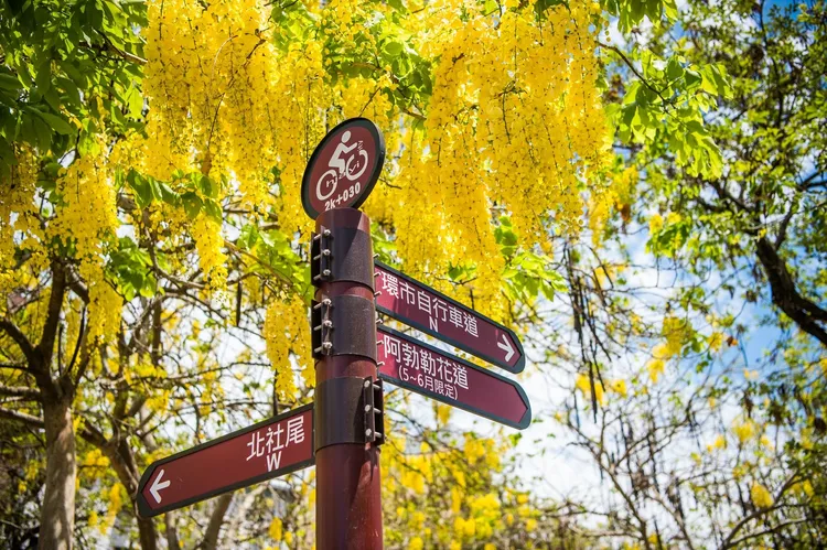 「嘉義福容voco酒店」一旁的世賢路，每到五六月金黃色的阿勃勒盛開。業者提供