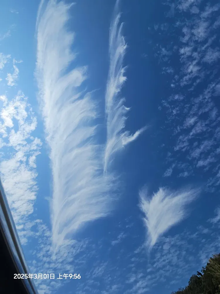 藍天白雲中的「天空羽毛」奇景。讀者提供