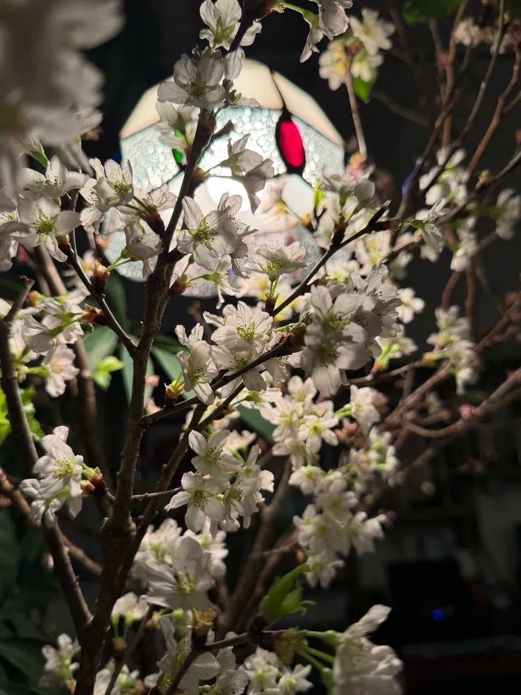 美麗白櫻花。蘋果妹拍攝