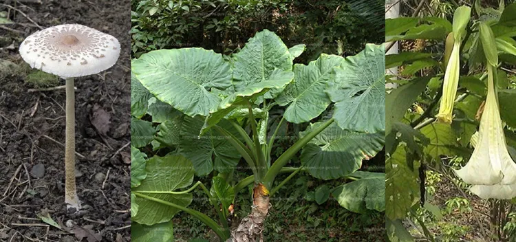 南市衛生局列出野外有毒的植物，提醒民眾別亂採摘。南市衛生局提供