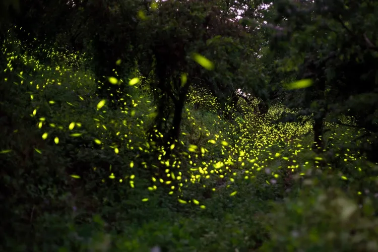 梅嶺賞螢季到來，可上網預約或入住指定旅宿就能入山賞螢。南市府提供