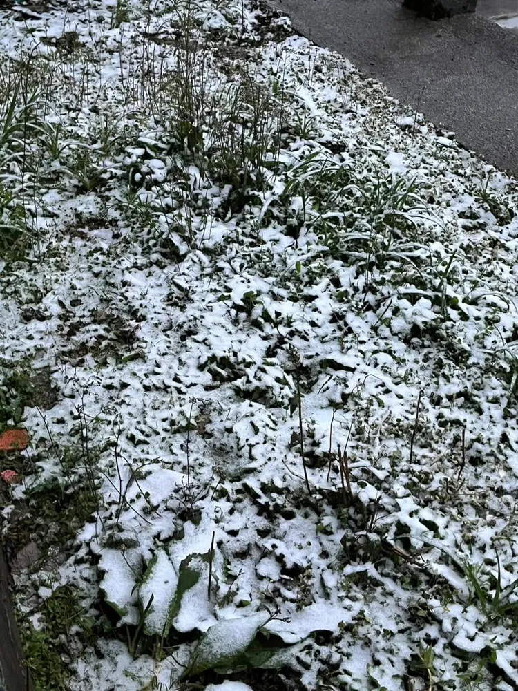 新竹縣尖石鄉下雪了。翻攝《新竹縣政府》臉書