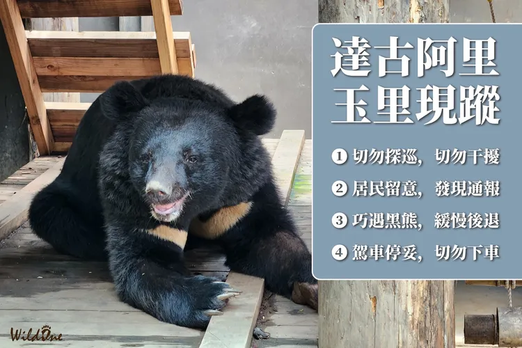 花蓮南區已是黑熊出沒熱區提醒大家注意。林保署花蓮分署提供