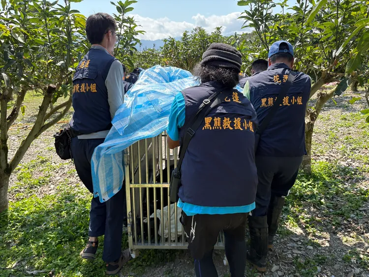 黑熊達古阿里今晨被捕獲後即送野灣動物醫院檢查評估。林保署花蓮分署提供
