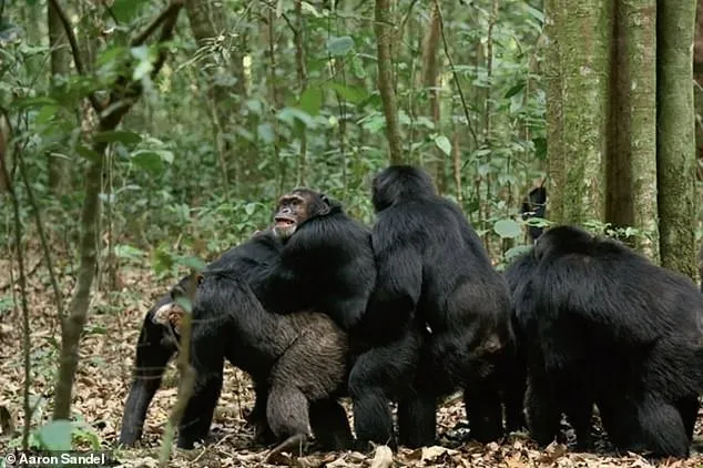 倭黑猩猩同性性行為普遍。翻攝網路