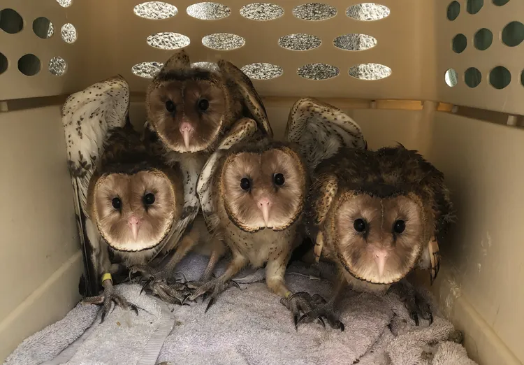 4隻草鴞幼鳥當初救回時模樣可愛。嘉義分署提供