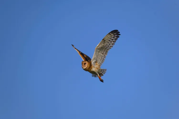 3月4日野放的草鴞自在翱翔天際。嘉義分署提供