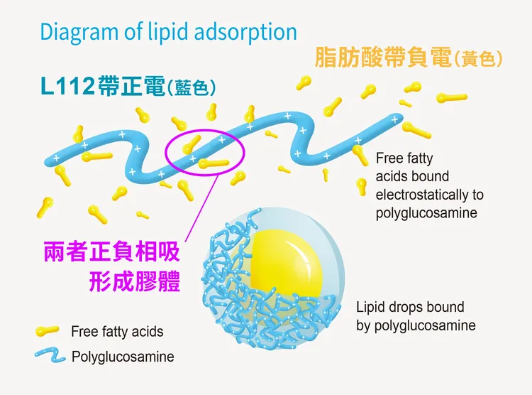 L112芙媚琳質子化帶正電脂肪酸帶負電，正負相吸，阻斷油脂