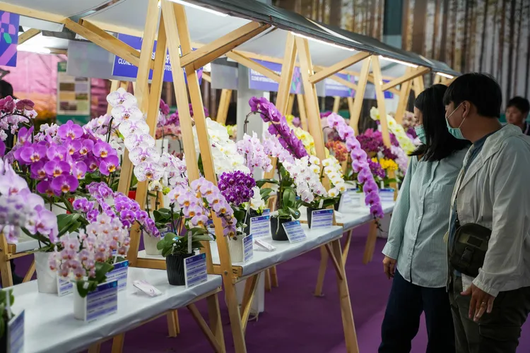 各式各樣的蘭花品種，讓遊客大開眼界。田欣雲攝影