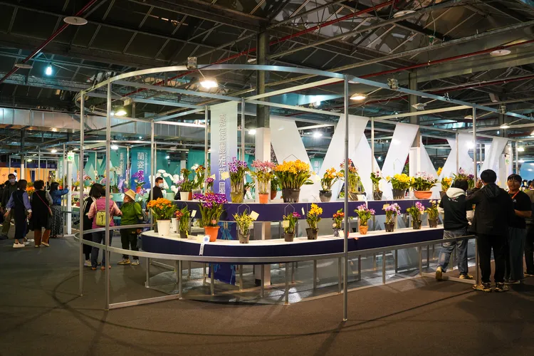 今年有超過1500個品種的蘭花參與競賽。田欣雲攝影