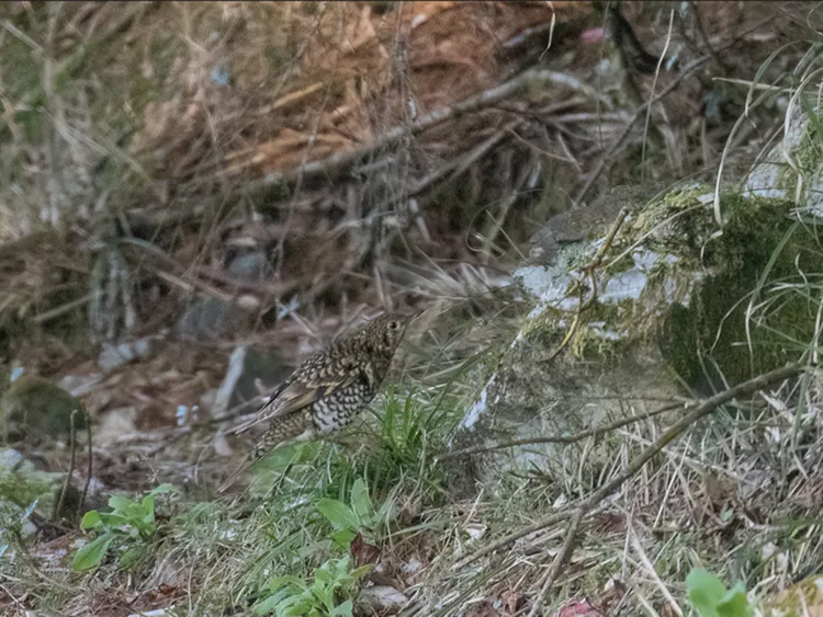 生性隱匿又有保護色的虎鶇對鳥友們相當具有挑戰性。社團法人台灣野鳥協會提供