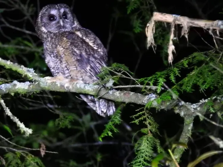 以獨特叫聲聞名的褐林鴞。 陳科綬提供