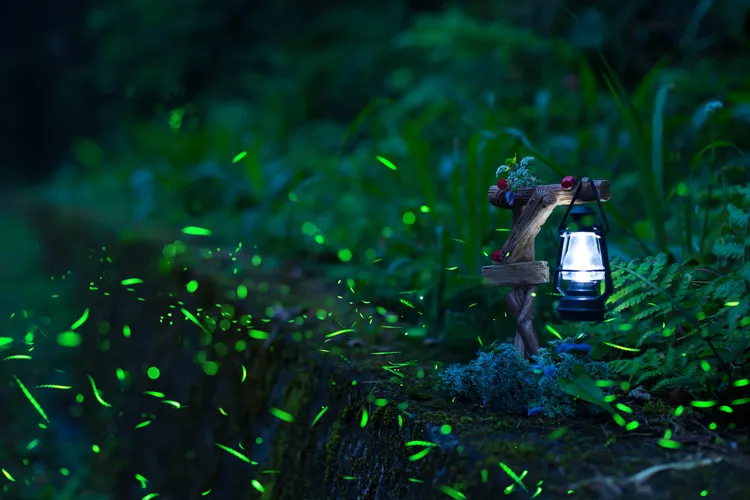 四至五月限定「勇闖火金姑」活動，踏入零光害的山林秘境，靜靜欣賞螢火蟲點綴夜空，猶如漫步於星光森林，感受大自然的夢幻與神秘。業者提供