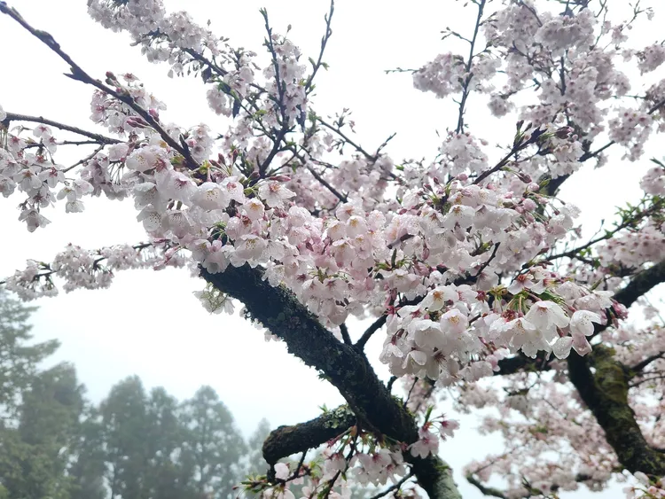 阿里山森林遊樂區的染井吉野櫻盛開。阿里山工作站提供