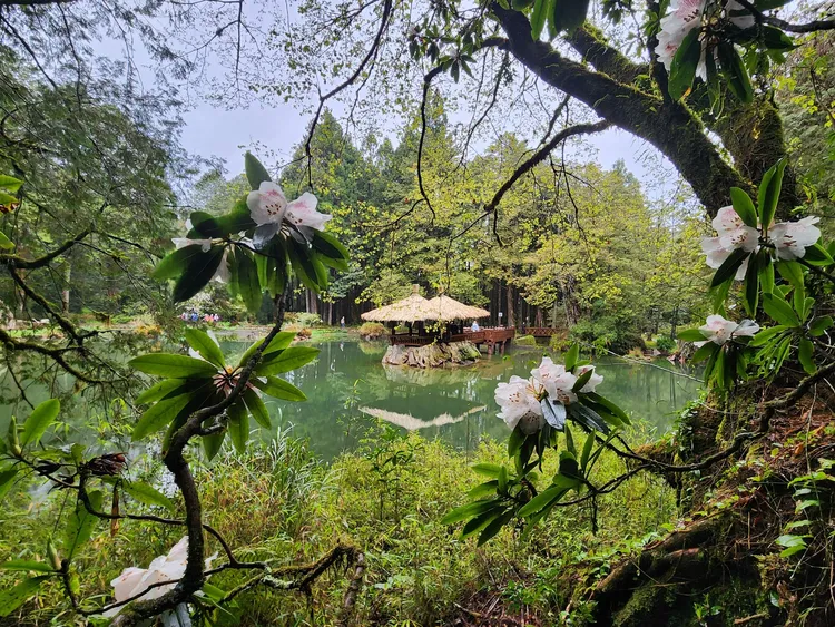 姊妹潭木棧旁玉山杜鵑陸續綻放，吸引遊客上山觀賞。阿里山工作站提供