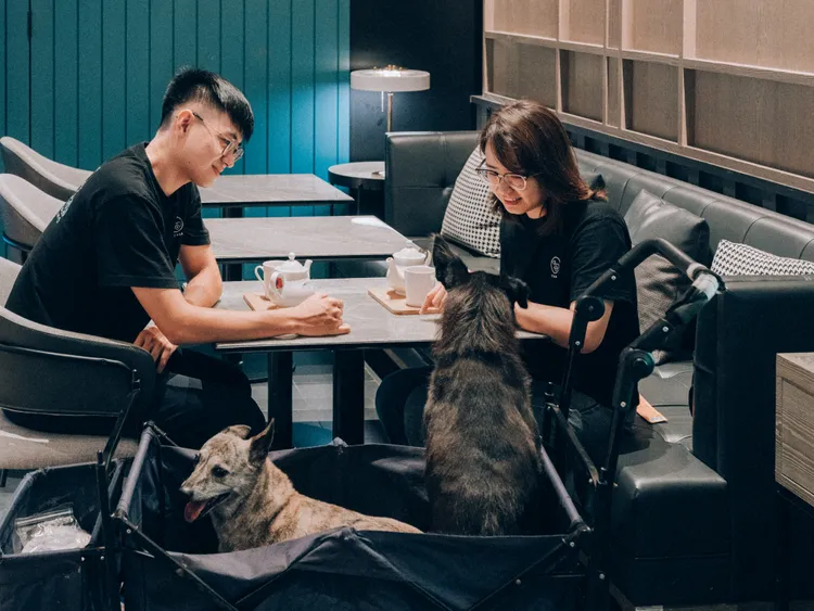 八里福朋喜來登酒店歡迎愛寵家庭一起進入餐廳、泳池等寵物友善區域(需推車)，共創美好回憶。業者提供