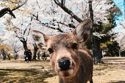 旅客到日本奈良公園賞鹿亂丟垃圾 一看包裝「肯定來自台灣」