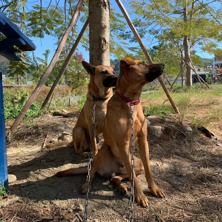 大明高中校犬小明、小朋，將由前警衛領養。翻攝Thread/920103_