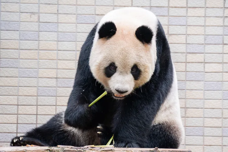 春日吃筍模範生「圓仔」，推花蓮原民春季活動。台北市立動物園提供