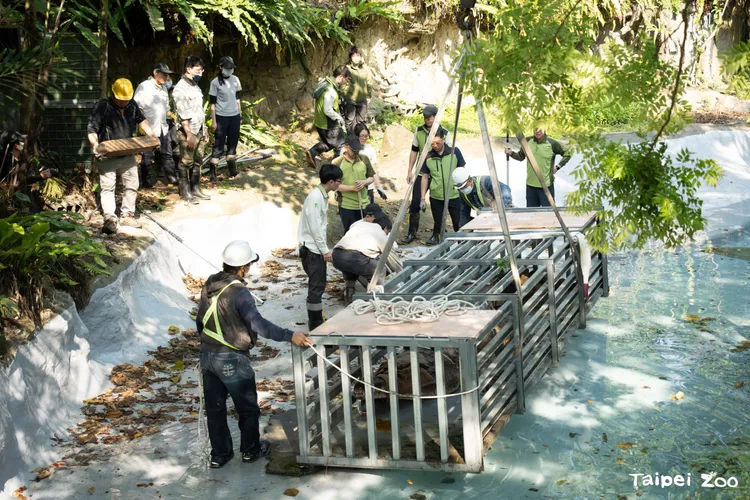 馬來長吻鱷較難進行減敏訓練熟悉搬運箱籠，必須事前做好縝密的搬運計畫。台北市立動物園提供