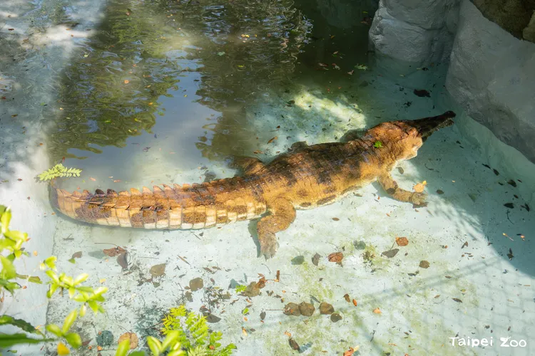 前往雨林區請輕聲細語、勿大聲喧嘩、更不要敲打玻璃或餵食打擾。台北市立動物園提供