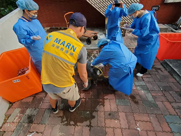 MARN救援團隊協助海生館獸醫進行屏東綠蠵龜擱淺個體剖檢及採樣。海保署提供