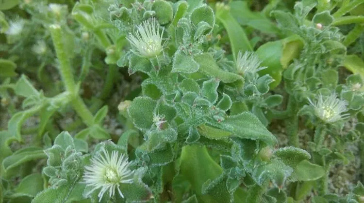 澎湖冰花在網路上爆紅，不少人都購買嘗試它的特殊口感。翻攝自農糧署網站