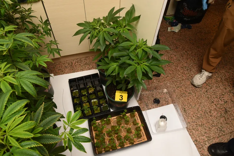 李男將室內改造成大麻栽培場。警方提供