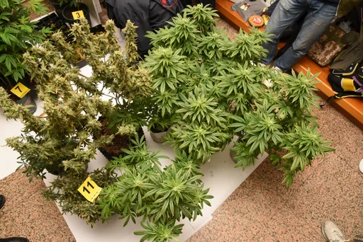 北市警破獲民宅大麻栽培場　 查扣植株62株