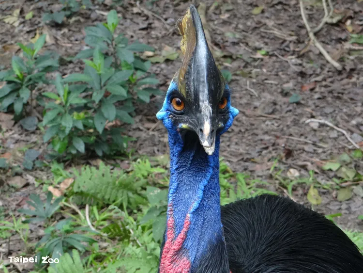 食火雞天性機警且具有攻擊性，平時保育員或獸醫很難近身進行身體檢查，僅能透過遠距觀察及有限度的介入治療。台北市立動物園提供