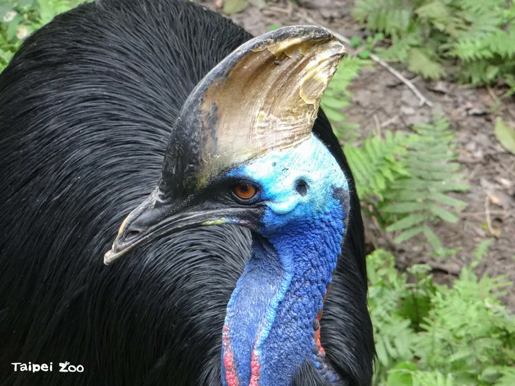 「東施」是臺北動物園裡碩果僅存的食火雞。台北市立動物園提供