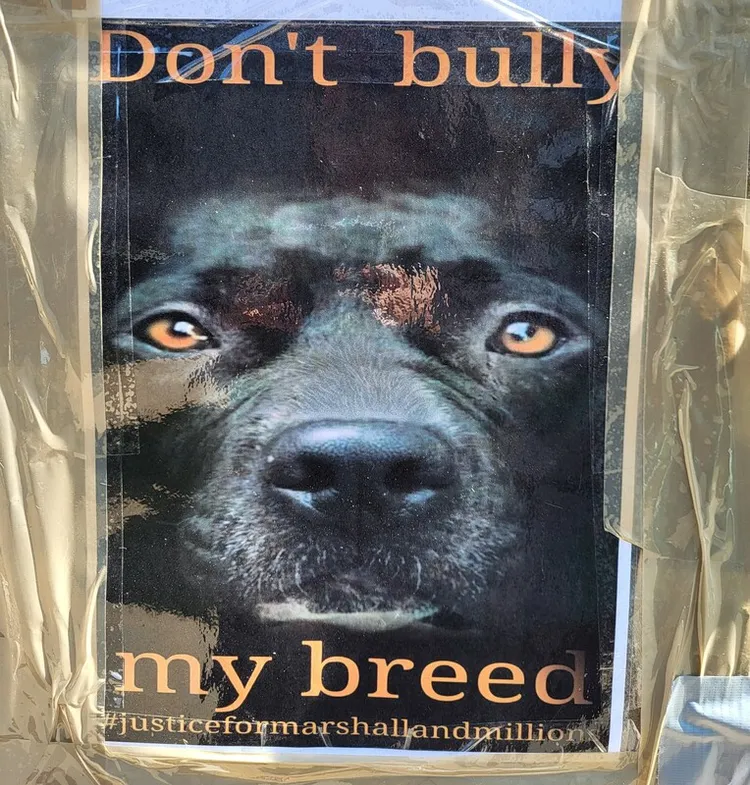 英國禁養比特犬。2023年5月，東倫敦發生2隻與比特犬血緣相近的斯塔福郡鬥牛㹴犬攻擊其他寵物犬並導致飼主受傷的事件，警方當場射殺2隻鬥牛㹴犬。有民眾事後在案發現場為相關犬種請命，呼籲勿「品種霸凌」、「以貌取狗」。攝於2023年6月。中央社