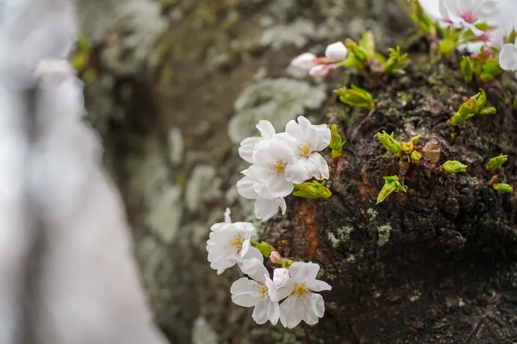 濟州盛開的櫻花品種為「王櫻花」。田欣雲攝影