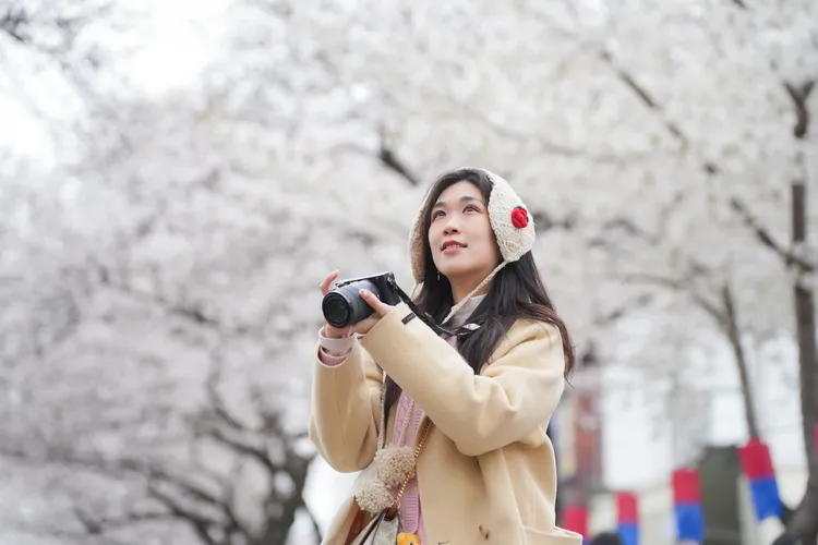 典農路櫻花道是濟州最具人氣的賞櫻景點。田欣雲攝影