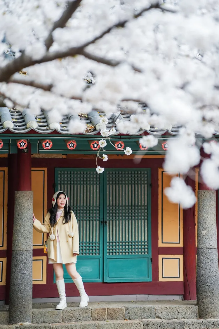 「三姓穴」也是在市區賞櫻的好去處。田欣雲攝影