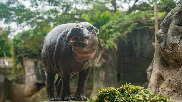湯包於10日凌晨離世，初步解剖顯示是營養不良加上感染等原因導致。台北市立動物園提供