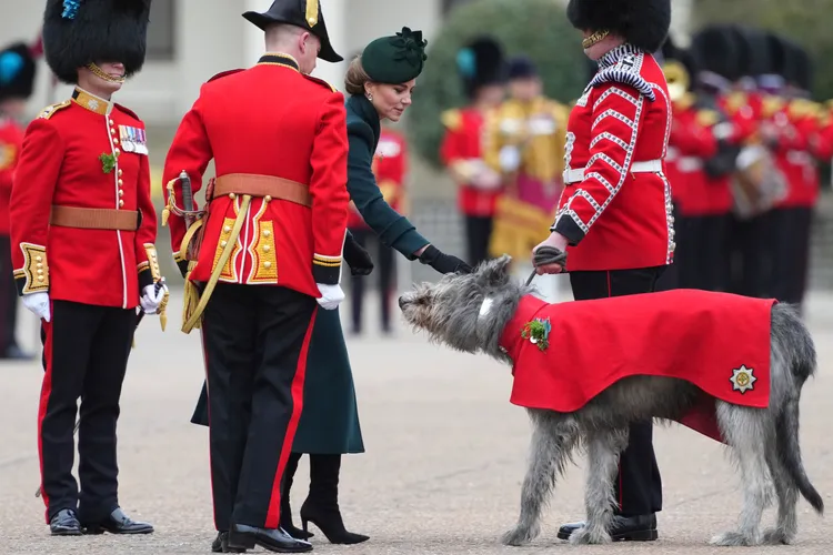 凱特為愛爾蘭衛隊的吉祥物——愛爾蘭獵狼犬Turlough Mór，親手別上一小枝三葉草。  美聯社