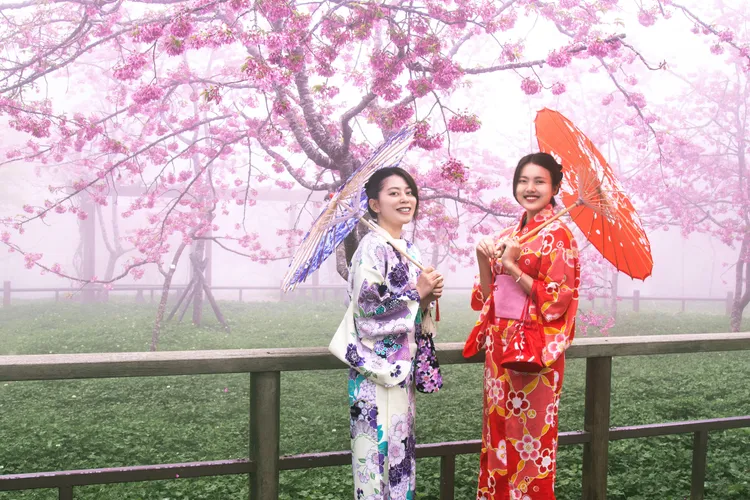 許多遊客上山體驗日式和服，阿龜櫻滿開的夢幻仙境拍照打卡。阿里山賓館提供