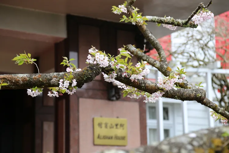 阿里山賓館的前身為阿里山林場俱樂部，將近130歲染井吉野櫻后病後重生，每年3月中下旬綻放美麗的櫻姿。阿里山賓館提供