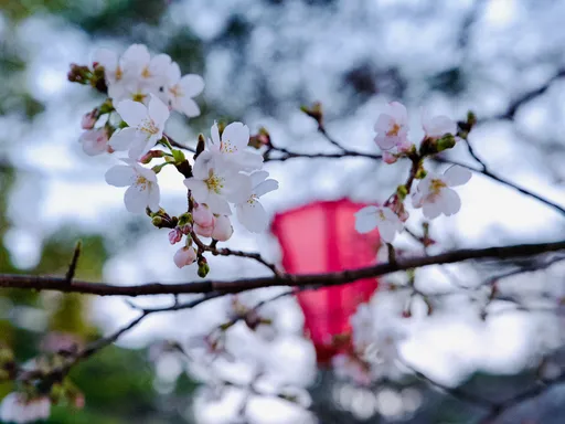 日本賞櫻季登場!這地櫻花最早開 連2年「搶頭香」