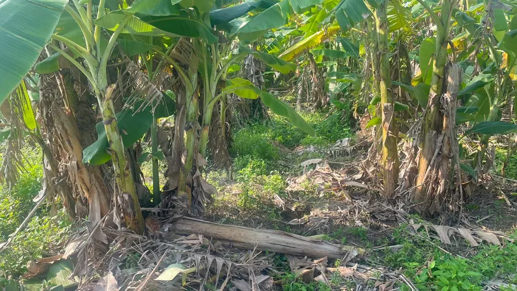 蕉農被竊香蕉。翻攝畫面