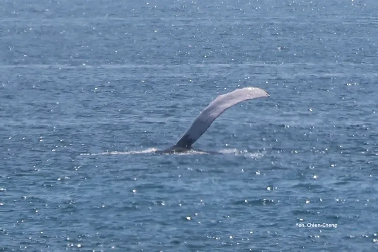 大翅鯨尾翼拍打水面。台東縣政府提供