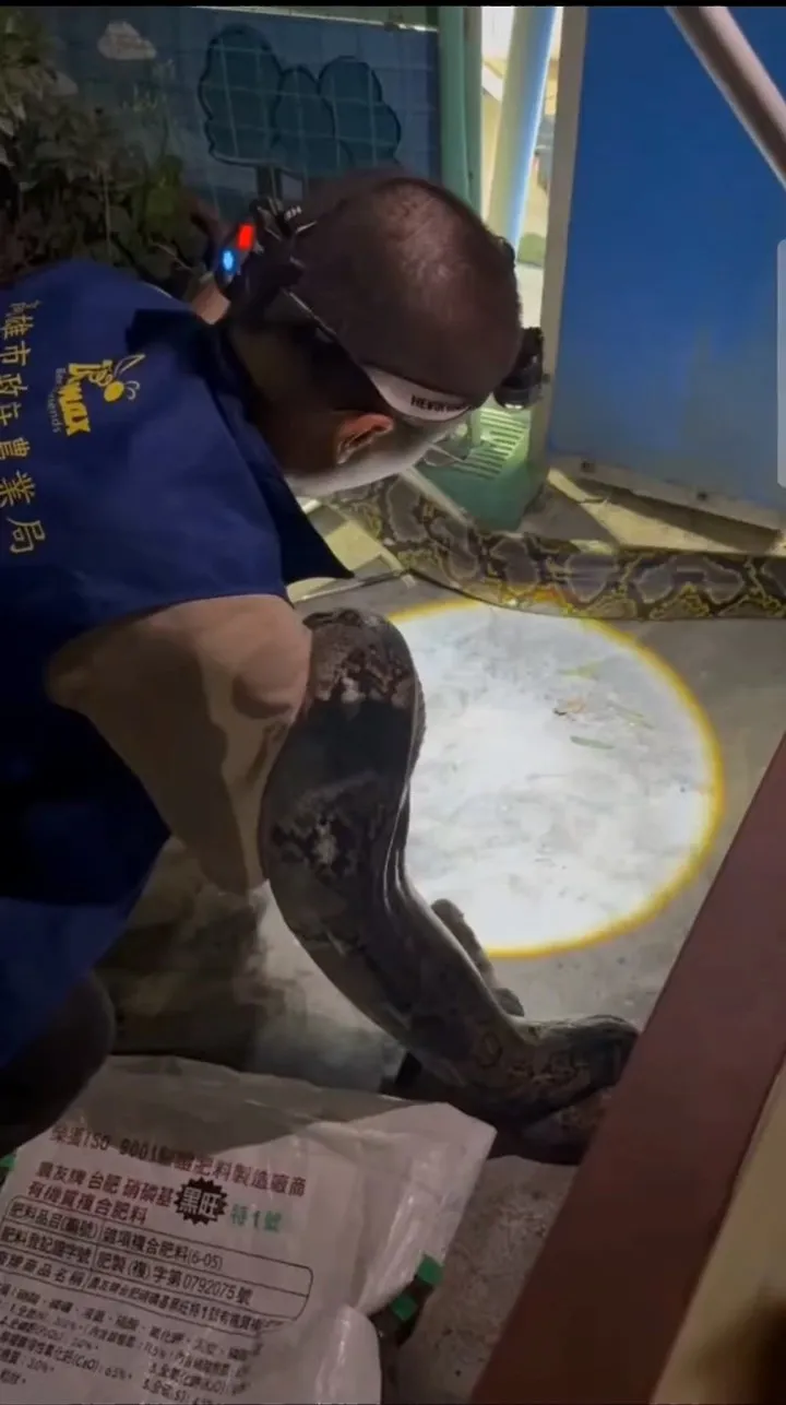 農業局委外專家捕獲大蟒蛇。翻攝threads chen.yuzi