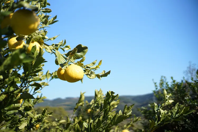 朵茉麗蔻乳霜20升級版中使用的熊本珍珠柑精華。品牌提供