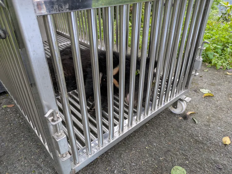 落單小熊今天誘捕成功林保署花蓮分署提供