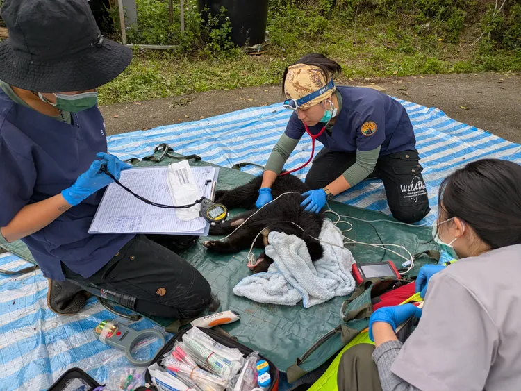 落單小熊今天誘捕成功。林保署花蓮分署提供